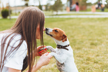 A woman in a white T-shirt and jeans hugs her Jack Russell Terrier dog in nature in the park. Loyal...