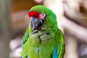 Selective focus shot of great green macaw (Ara ambiguus)