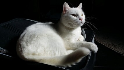 shooting de chats domestiques