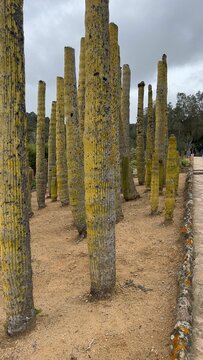 Vertical shot of big cacti in Pinya de Rosa Tropical Botanical Garden in Spain
