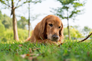 Golden retriever  lying on grass and biting branches