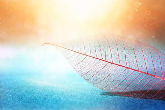 Transparent skeleton leaves over bright abstract background
