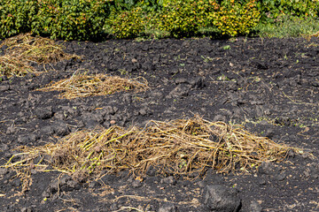 potato tops lie on a bed in the garden