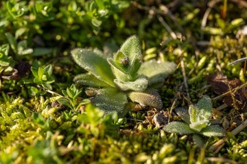 Closeup of growing plant o grassy ground
