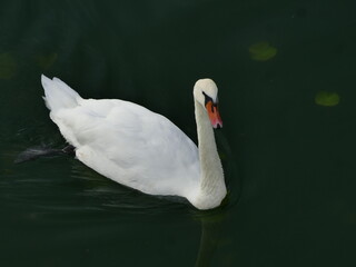 Beautiful white swan swim on the lake