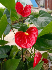 red rose, anthurium, anturium