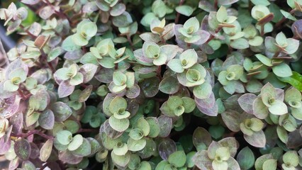 Closeup of Callisia repens, also known as creeping inchplant or turtle vine.