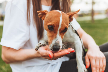 A woman holds and hugs her Jack Russell Terrier dog in the park. Loyal best friends since...