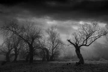 Creepy dark landscape showing old forest in autumn mist