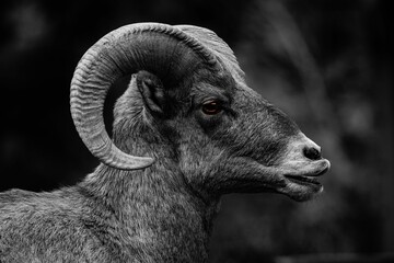 Grayscale of a desert bighorn sheep (Ovis canadensis nelsoni)