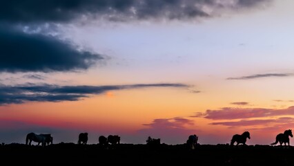 Silhouette of new forest ponies running on a field under a pink sunset sky
