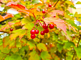 Ripe red viburnum berries on a branch with colored leaves. Autumn season.