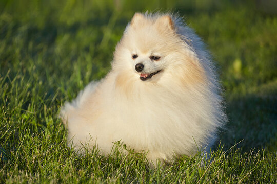 charming young dog. Spitz of white color in sunny weather on green grass