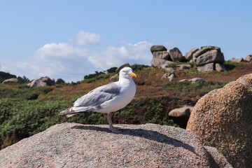 Boulders on the Pink Granite Coast in Brittany with gull