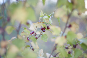 Wild red currant on a bush in forrest. Selective focus