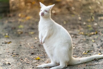 Selective focus shot of white albino kangaroo at the zoo - obrazy, fototapety, plakaty