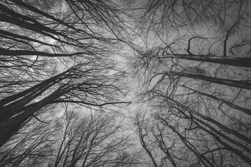 Trees forest dark