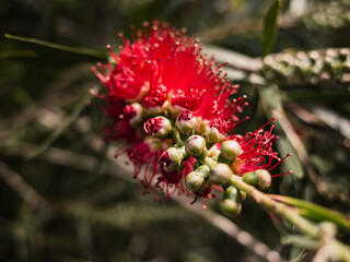 Red callistemon flower