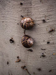 snail on the wall