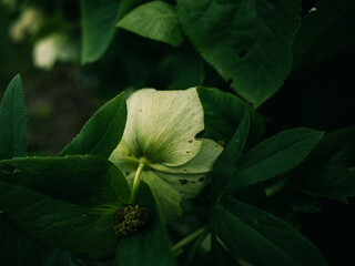 leaves in the garden