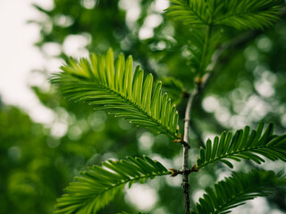 close up of green leaves