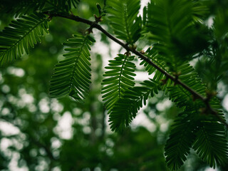 Green foliage