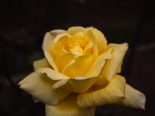 yellow rose flower