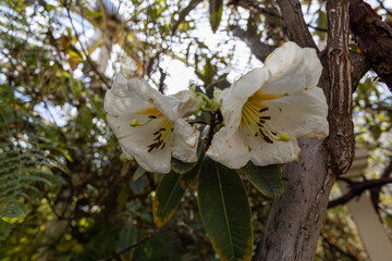 Rhododendron excellens.