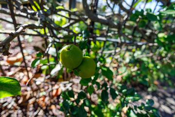 Green apples autumn sunny day.
