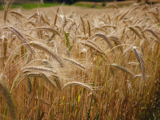 Gold wheat field. Roggenburg, Switzerland. Beauty world.