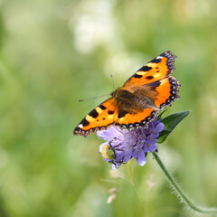 A Small Tortoiseshell butterfly and a beetle sitting on a wildflower together