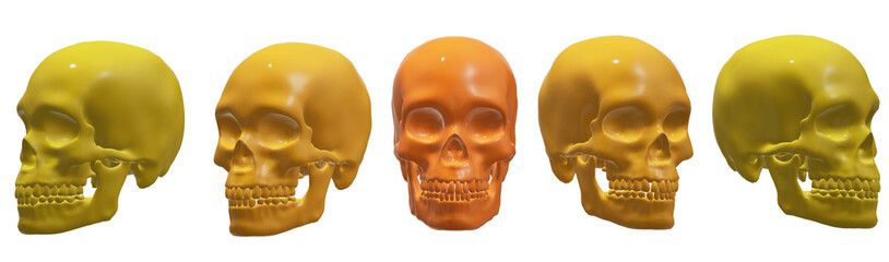 human skull, skeleton, bone, halloween