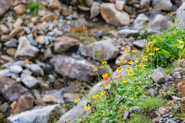 初秋の富山県室堂に咲く黄色い高山植物