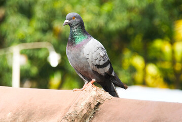 racing pigeon bird standing on home roof, sri lanka