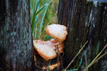 Wilde old mushroom on a stump in the forrest, autumn vibe