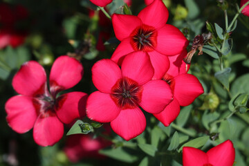 Linum grandiflorum satin red close-up