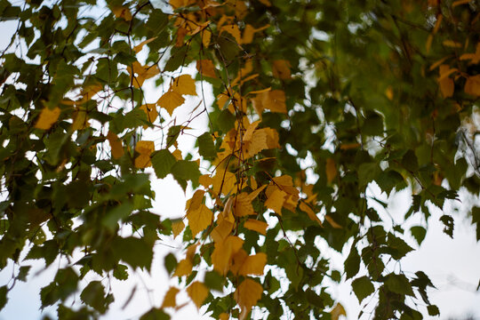 Autumn birch green and yellow leaves background. Selective focus