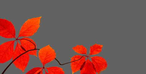 Branch with red autumn leaves glow in the sun, isolated on gray background.