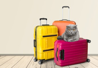 Cute young cat and suitcase. Traveling with a pet concept.