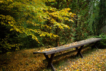 Autumn in the park leaves colored on the ground at an empty bench