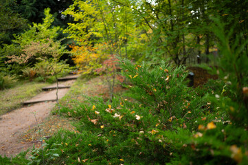 Open-air forest in the greenery of the ecosystem