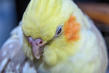 Cockatiel corella parrot portrait, Cute Curious Cockatiel Close up. Yellow cockatiel on a cage, plucks feathers. 