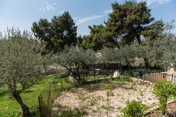 Fototapeta na wymiar Gethsemane garden at the bottom of the Mount of Olives in Jerusalem landmark view during a beautiful summer day with blue sky. Travel to saint city of Israel.