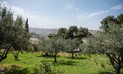 Gethsemane garden at the bottom of the Mount of Olives in Jerusalem landmark view during a...