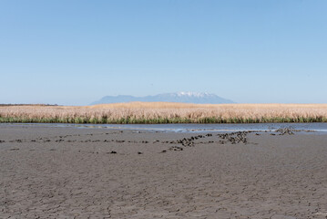 Landscape of delta of river Evros, Greece