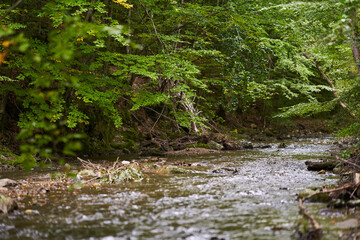 River through the forest