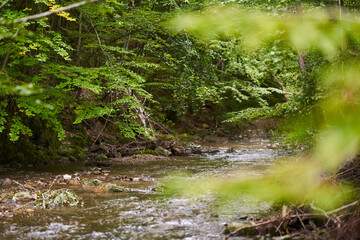 River through the forest