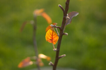 Yellow leaf. Autumn colors. Details of nature. Dry leaf on branch.