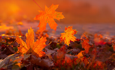 Falling red maple leaves glow in sunlight on autumn background of fall foliage. Black friday sale and halloween seasonal price drop.
