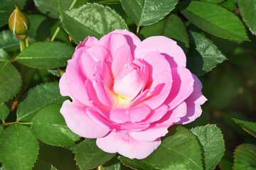 Pink rose blooming in the summer garden